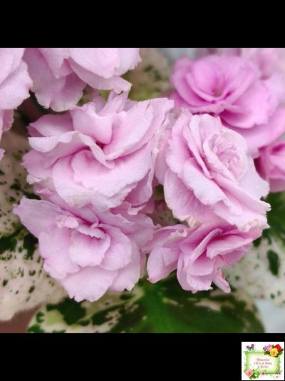 Rose Bouquet (G.T.Smith) (9028) 04/12/2001