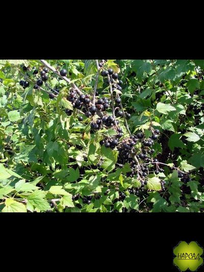 СМОРОДИНА ЧЕРНАЯ "ДАР СМОЛЬЯНИНОВОЙ" (очень ранняя и очень вкусная)