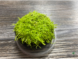 Утрикулярия граминифолия на вабикусе