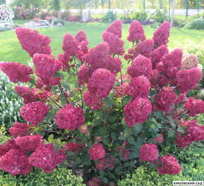 Гортензия Самарская Лидия
