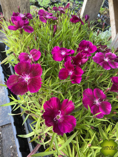 ГВОЗДИКА В АССОРТИМЕНТЕ