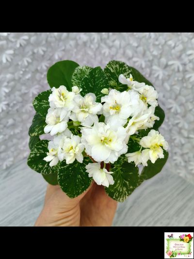 Adirondack Moon (S. Sorano) (лист посажен 28.01.26)