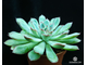 Echeveria Pulidonis