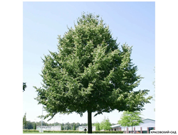 Липа европейская Палида - Pallida