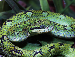 Цейлонская куфия (Trimeresurus trigonocephalus)