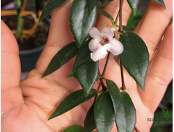 Кодонанта  Gracilis