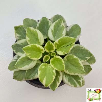 Rob's Lucky Penny (R.Robinson) (05/31/1997) листовая химера (пасынок сорт укоренённый)