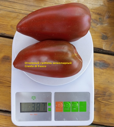 Томат Огненный гребень (Cresta di Fuoco) шоколадный, Италия