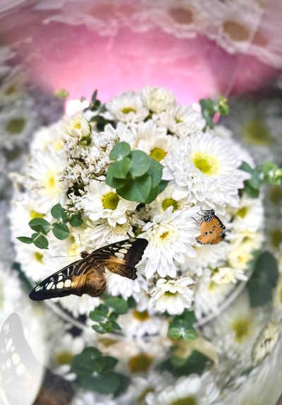 Белая хризантема №73