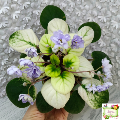 ЛЕ-Хрустальный Водопад Голд (Е. Лебецкая /С. Новгородова) 2018 трейлер