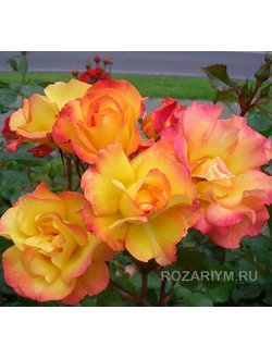 Румба (Rumba)