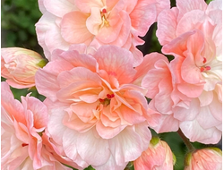 П202 Пеларгония ИВ Клавдия Шульженко укорененный черенок