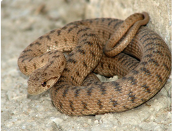 Полоз разноцветный