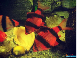 Барбус суматранский красный Glo Fish
