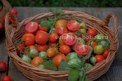 Томат Fuzzy Wuzzy (Фузи Вузи), 10 шт