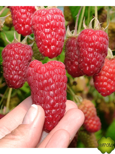 МАЛИНА "МОСКОВСКИЙ ГИГАНТ" (ранняя, лежкая)