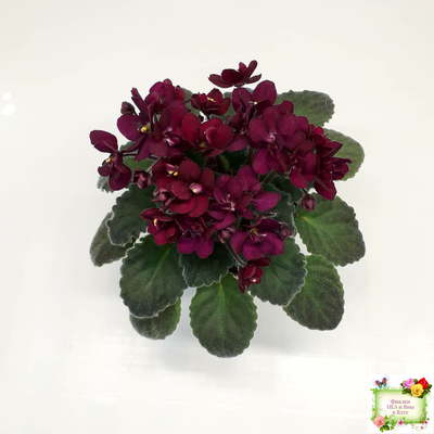 Jolly Fire (H.Pittman) (9715) 01/15/2007