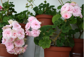ОЧ-Madpearl Rose - пеларгония карликовая - описание сорта, фото - купить черенок в Перми и почтой