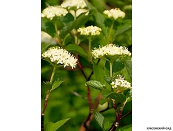 Дерен белый Сибирика фото цветов - красовский-сад.рф