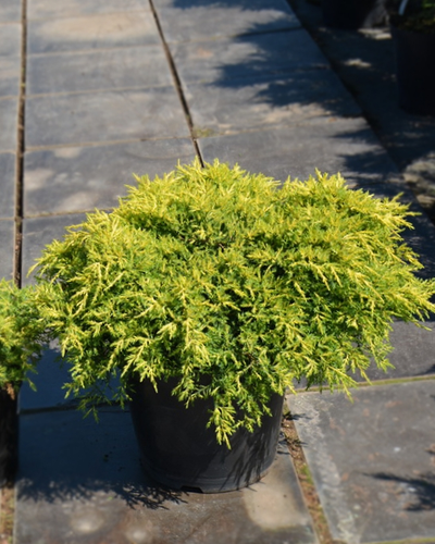 Можжевельник средний Goldkissen