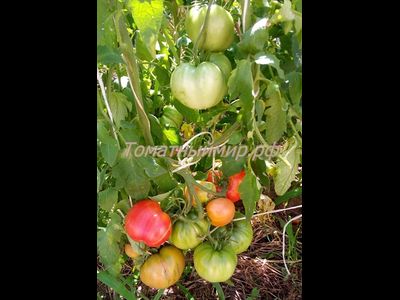 Бычье сердце раннеспелое от Умриловой