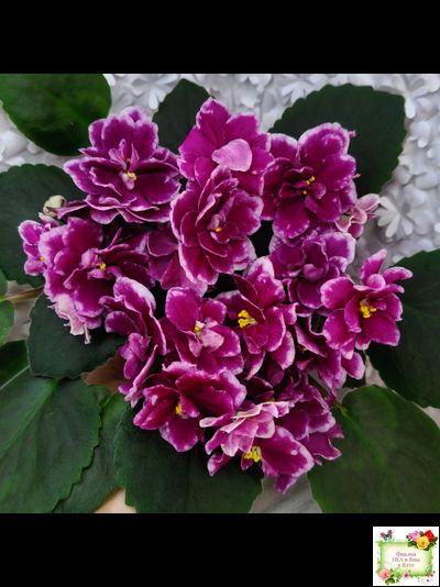 АВ-Последняя Любовь Самурая (Фиалковод) 2021 г. (лист посажен 19.01.26)