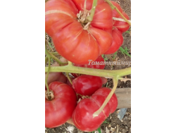 Томат Пандероза розовый Хендерсона (Henderson's Pink Ponderosa)