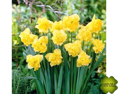 НАРЦИСС с расщепленной кроной "ФЛАЙЕР"