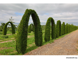 Арка из Туи Смаргад - Thuja Smaragd