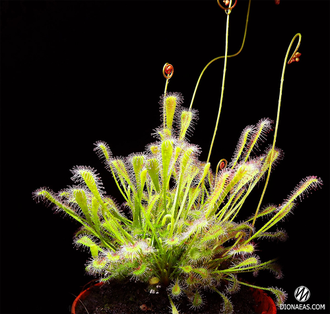 Drosera Nidiformis