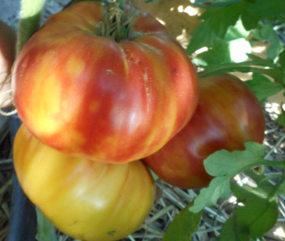 Томат Олимпийский огонь