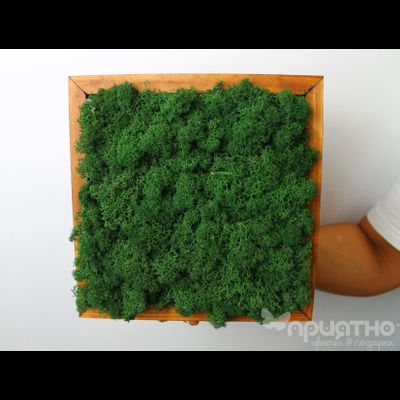 ЖИВАЯ ЭКО-КАРТИНА 1064