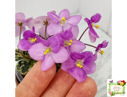 Toronto Belle (A.E.Adams) (детка)