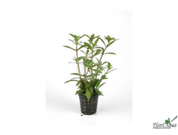 Лимнофила Ароматика (горшок)