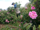 Роза дамасская (Rosa damascena), Иран, урожай 2024г,  1 г - 100% натуральное эфирное масло