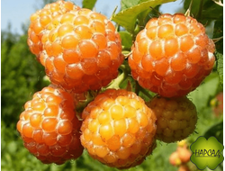 МАЛИНА "Желтый гигант" (крупная и вкусная)