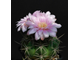 Gymnocalycium orientale v.vikulovii  VG-477 (D=40 мм)