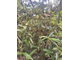 Литсея кубеба (Litsea cubeba) плоды, Индонезия (5 мл) - 100% натуральное эфирное масло