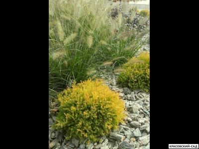 Туя Голден Таффет - Golden Tuffet