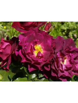 Адамс Роуз (Adam's Rose)