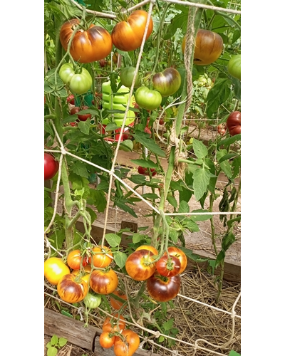 Томат Золотое яблоко