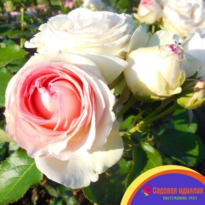 Пьер де Ронсар (Pierre de Ronsard)