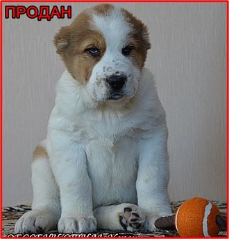 Кобель №5. УСКАН. Продан.