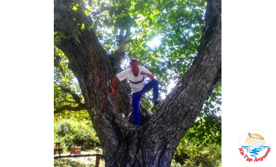 Никулинский орех