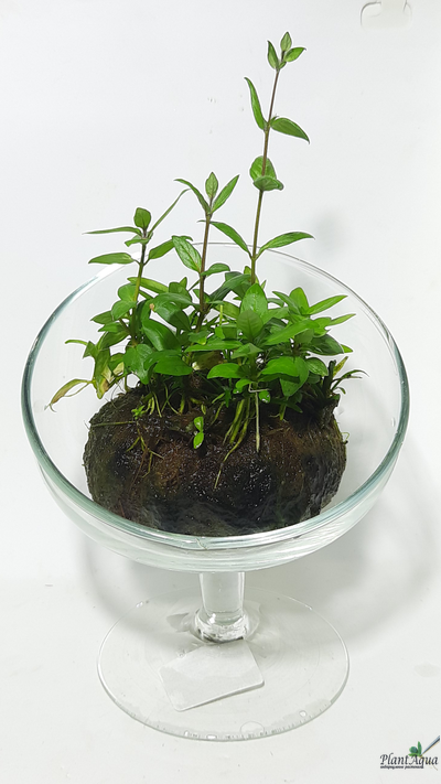 Кочка питательная Ваби-Куса