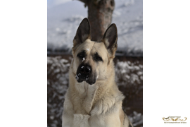 Барвиттера Тайша