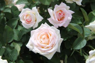 Жарден де Багатель ( Сады Багатель, Jardins de Bagatelle), Грандифлора, Meilland