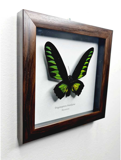 Бабочки в рамках