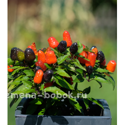 Перец острый NuMex Halloween, 10 шт