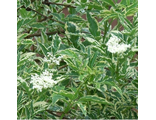 Бузина черная ALBO VARIEGATA